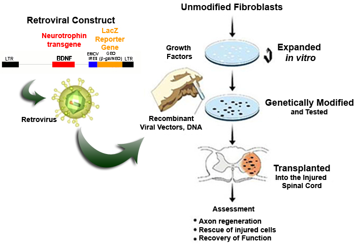 Drexel Fischer Lab: Genetic modification and grafting of fibroblasts into the injured spinal cord